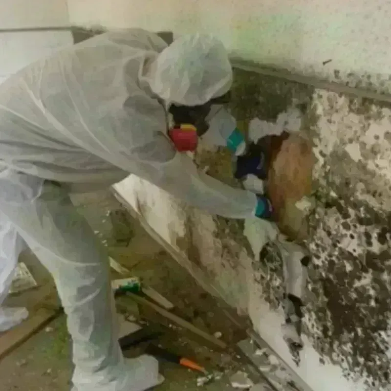 Mold Remediation and Removal in Saint James City, FL